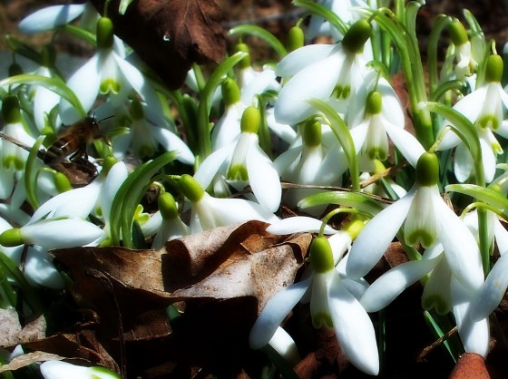 Signs Of Spring In New England