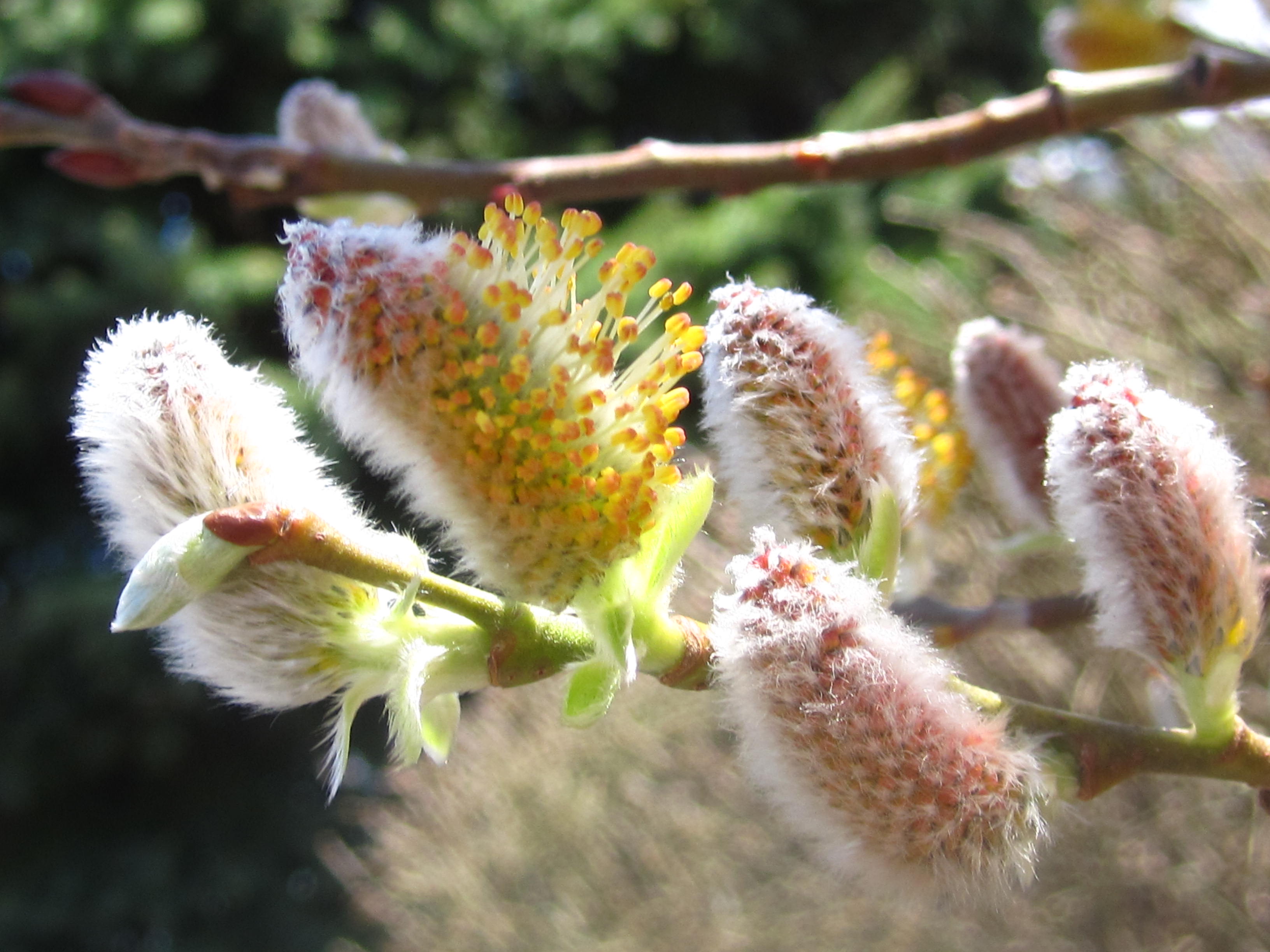 Signs Of Spring In New England