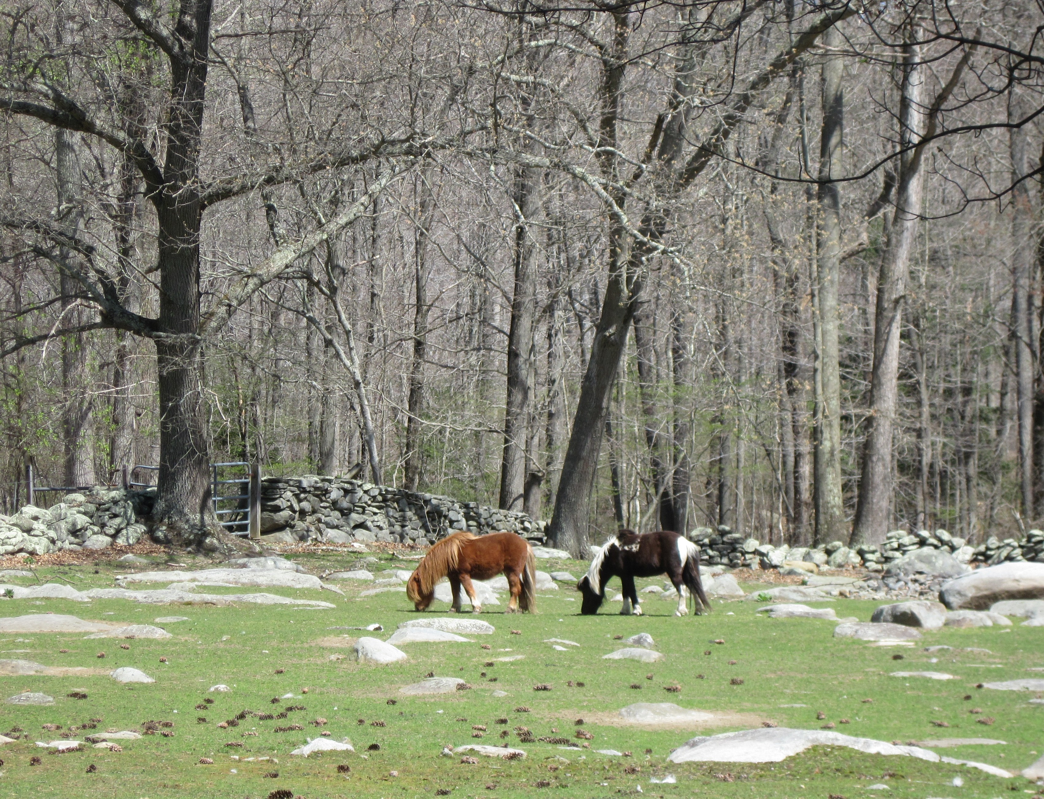 Signs Of Spring In New England