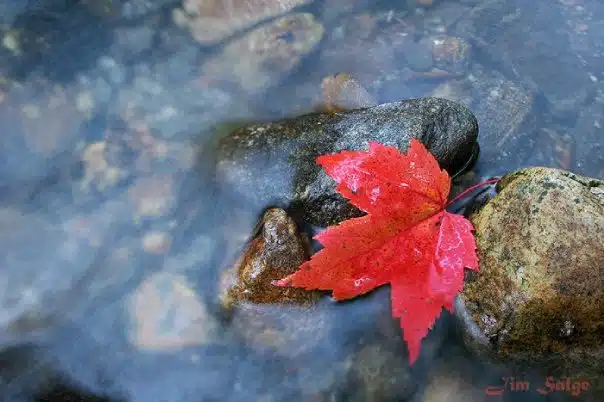 Single Red Leaf