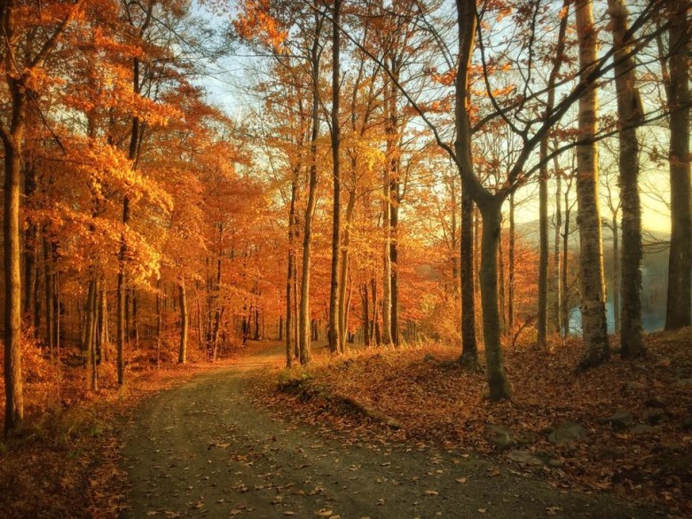 The Forests In Late Autumn Seem To Glow With Golden Light. 
