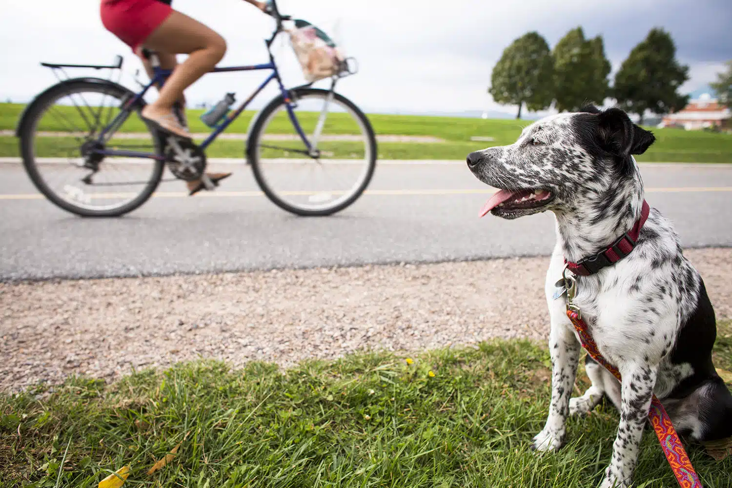 Scenes from Summer in Burlington, Vermont