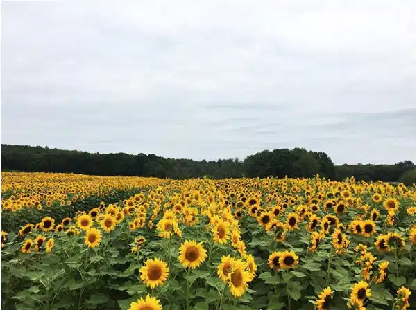 Dame Farm and Orchards LLC, Johnston, Rhode Island