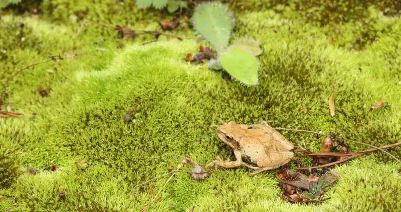 spring peeper