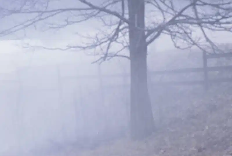 A bare tree stands in a foggy landscape near a wooden fence.