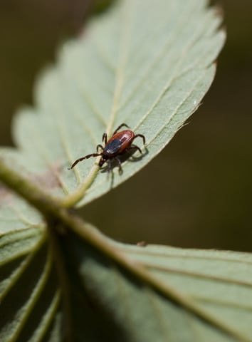 deer tick