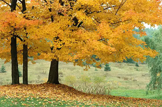 A group of trees with bright yellow leaves stands amidst a grassy field in autumn. A few green trees are visible in the background.