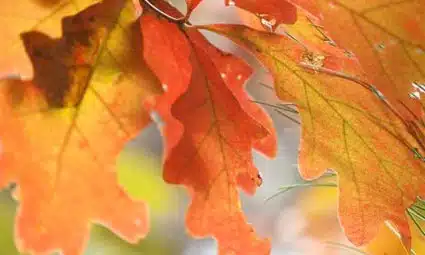 Close-up of orange and yellow autumn leaves with sunlight filtering through, highlighting their intricate veins and serrated edges.