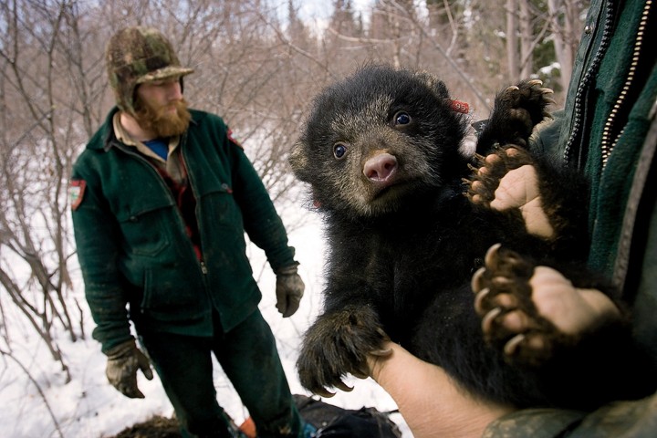 Maine Black Bears