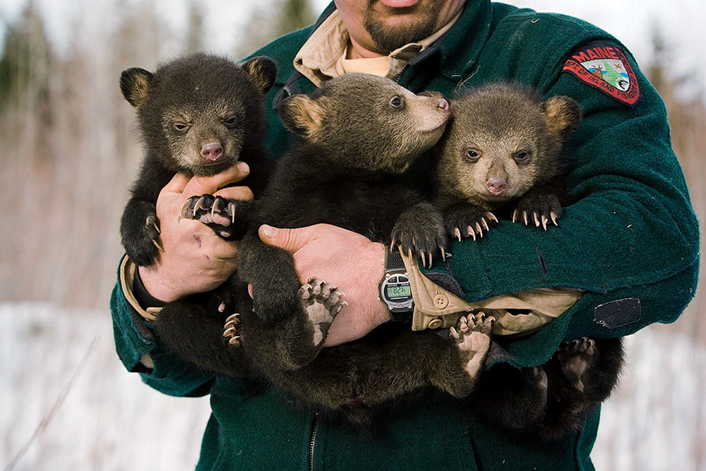maine-black-bear-cubs