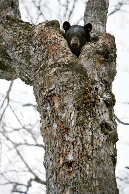 Maine Black Bears