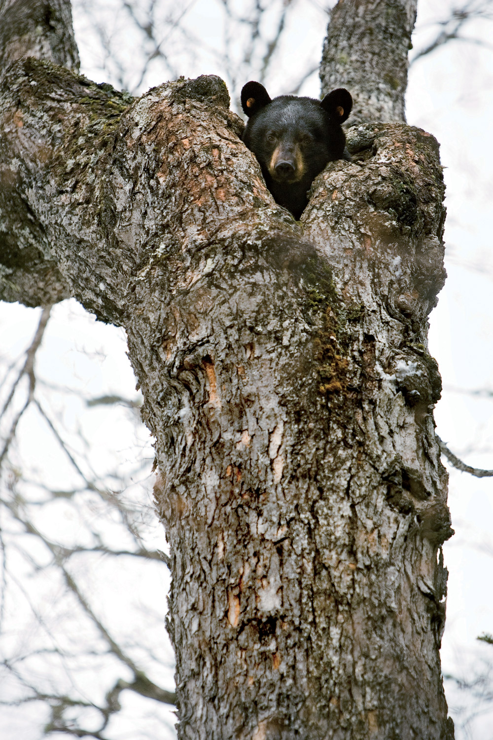 Tracking Maine Black Bears | Photographs - New England Today