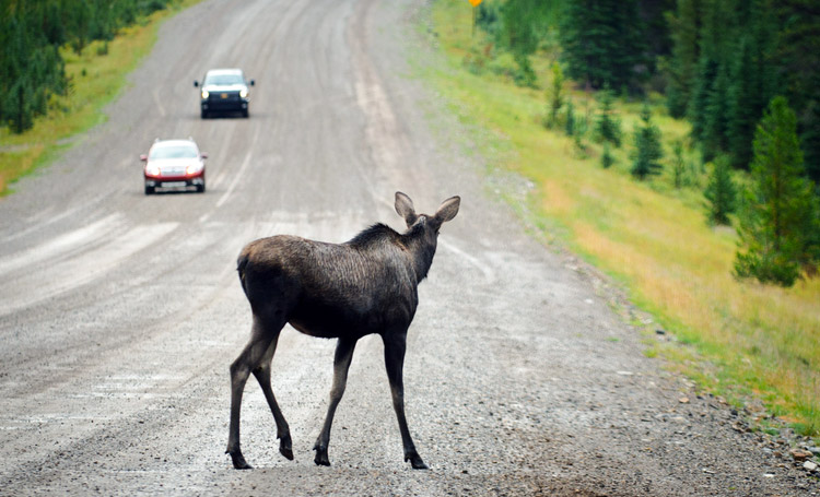 moose in road