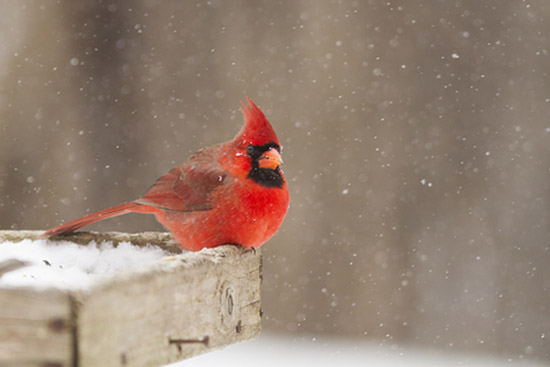 cardinal-snowdt