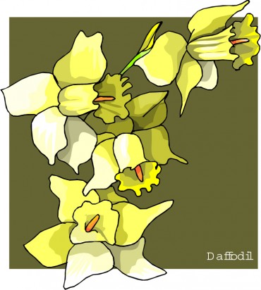 daffodil - ca