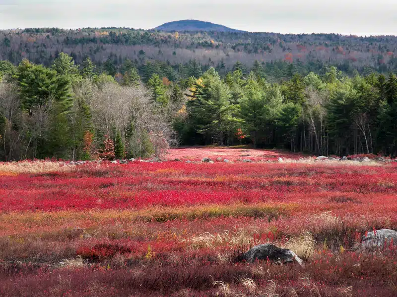 A vibrant field of red foliage stretches towards a forest of green trees, with a distant mountain under a partly cloudy sky.
