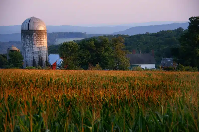 A field of tall crops with a round silo and farm buildings in the background, surrounded by trees and hilly terrain under a hazy sky.