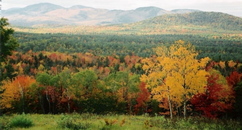 A landscape view of a forest in fall, showcasing a variety of trees with leaves in green, yellow, and red hues, set against a backdrop of rolling hills and distant mountains.