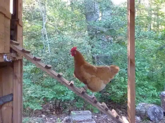 A brown chicken walks up a wooden ramp outside, surrounded by a green forest.