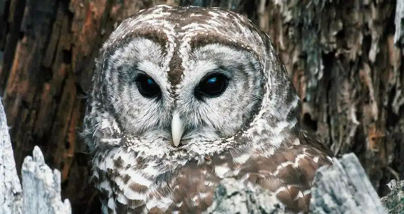 A close-up of a Barred Owl perched in a tree, showcasing its round face, dark eyes, and brown-and-white patterned feathers.