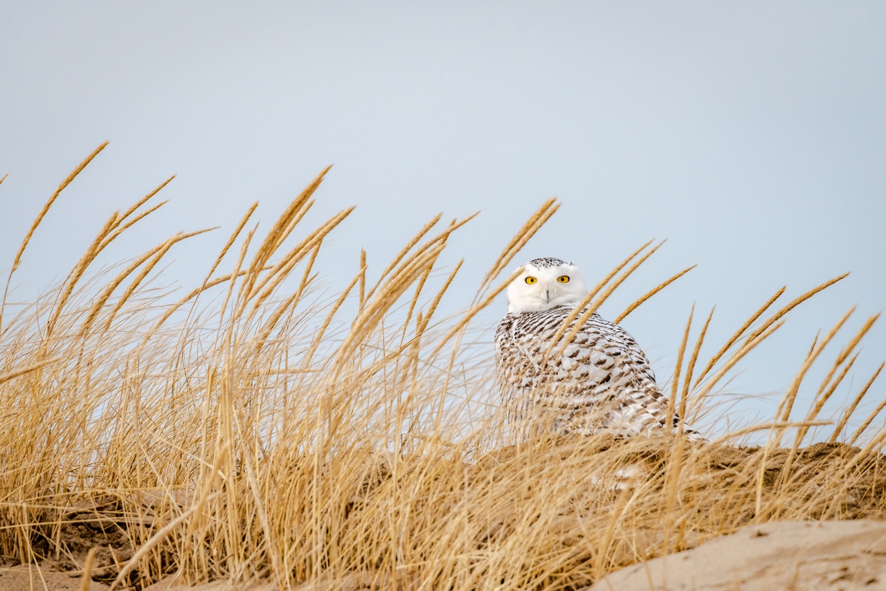 The 10 Best Birdwatching Spots in New England