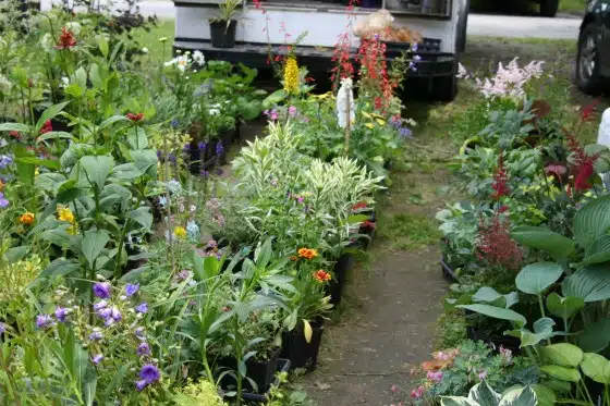 Flowers at the Farmers' Market