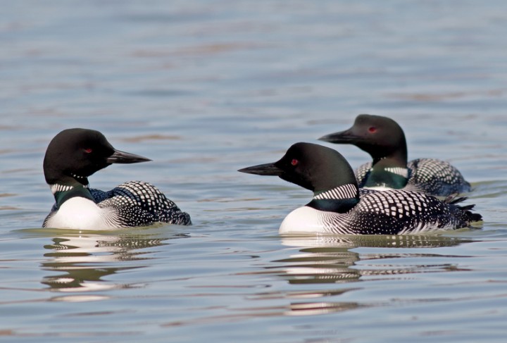 common loons