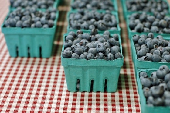 new england blueberries