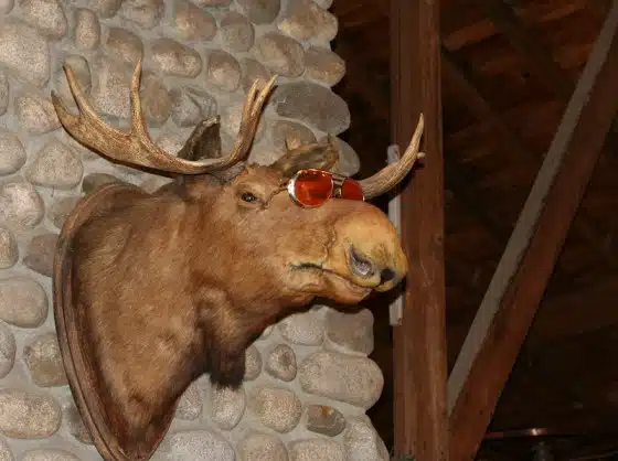 Mounted moose head with antlers wearing sunglasses, displayed on a stone wall indoors.