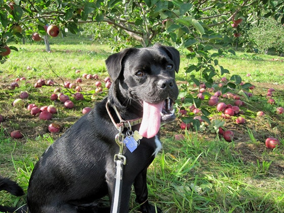 Ellie in the Orchard