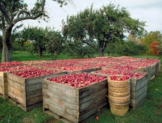 Best apple orchards in New England