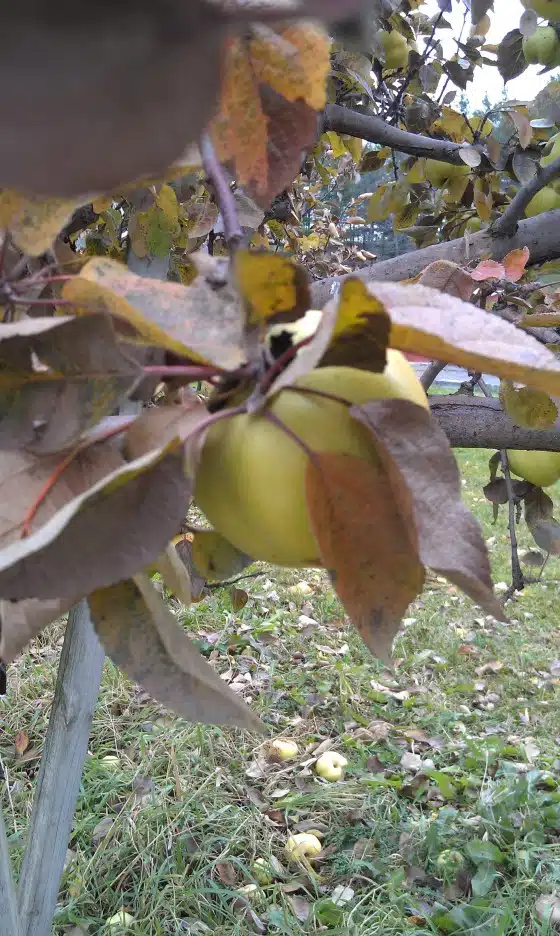 A yellow apple hangs on a tree branch surrounded by green and brown leaves, with a grassy ground and some fallen apples below.