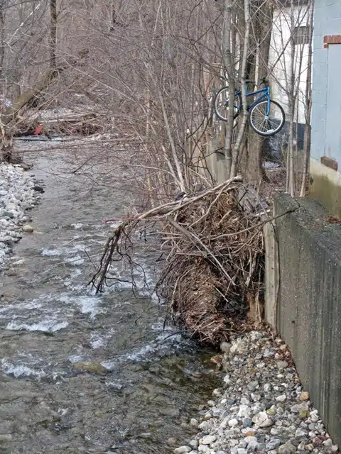 A blue bicycle is oddly lodged in a tree by the edge of a creek, next to a concrete wall. The creek flows over rocks and past bare trees.