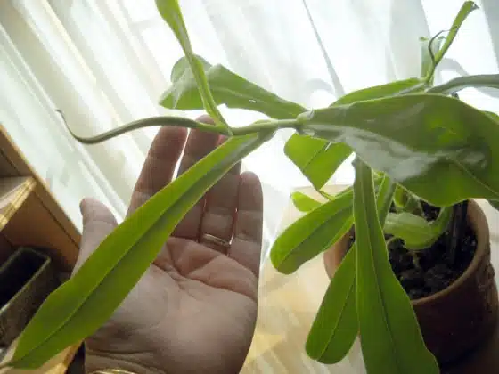 How to Prune Houseplants