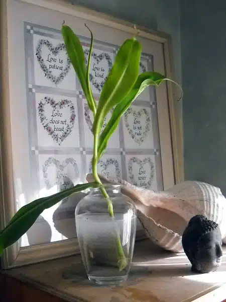 How to Prune Houseplants