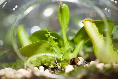Make a Miniature Terrarium