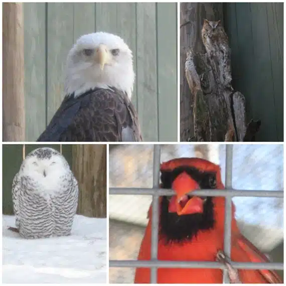 Collage of four birds: a bald eagle, a great horned owl, a snowy owl, and a northern cardinal behind a cage.