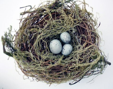 bird-nest-at