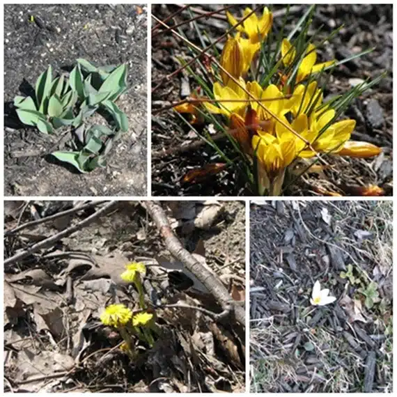 Four photos of early spring plants: top left shows green sprouts emerging from soil, top right shows blooming yellow flowers, bottom left shows yellow flowers amid dried leaves, bottom right shows a single white flower.