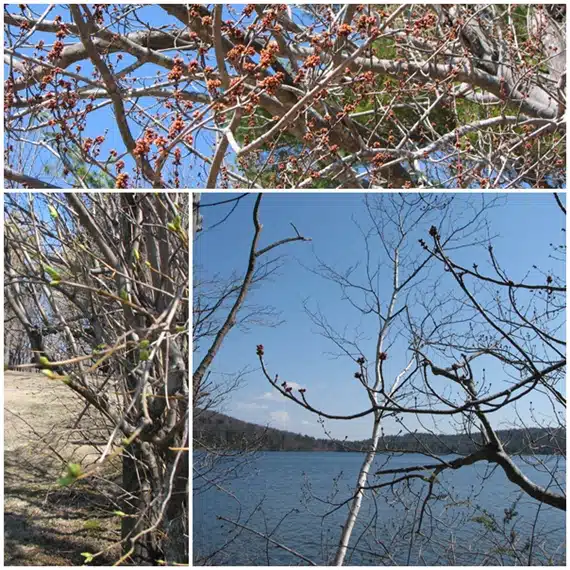 Collage of three images: top shows branches with clusters of dried seeds, left shows budding trees in a sparse area, bottom right shows bare branches over a lake with a clear sky.