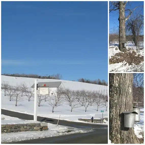 A snowy scene shows a sign for Maplewood Farm, a barren field, and close-up views of sap buckets attached to trees for maple syrup collection.