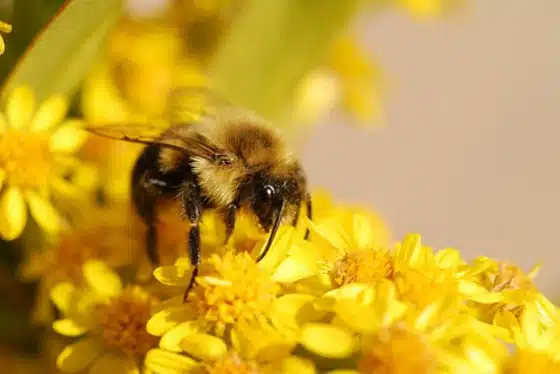 Close-up of a bee sitting on vibrant yellow flowers, gathering nectar in a sunlit environment.