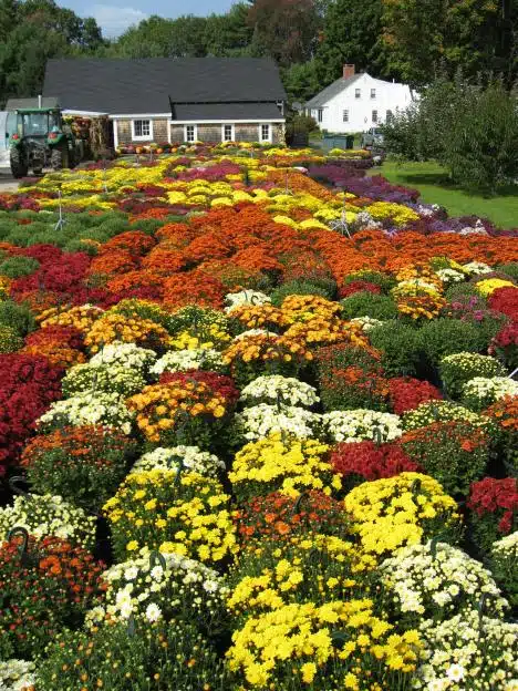 Fall Mums At Farm Stand