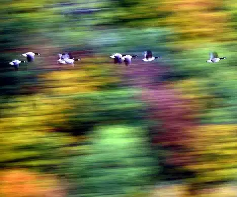 Geese In Flight