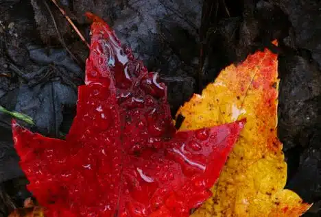 Maple Leaf in the Rain 3