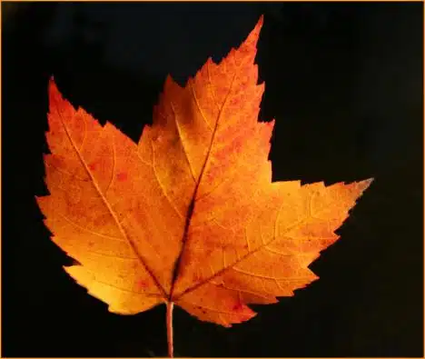 A Maple Leaf