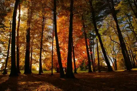 Fire Shadow