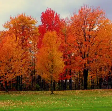 Autumn Color