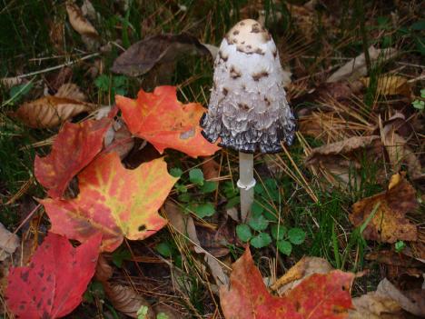 Leaves with Mushroom