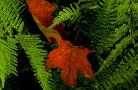Red and Green